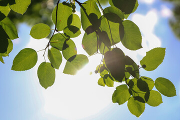 the sun shines through the green leaves of a tree