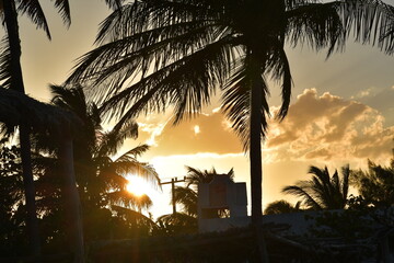 Palm tree sunset in Yucatan, Mexico