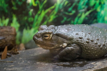 Fototapeta premium a toad is sitting on a large rock in the rain