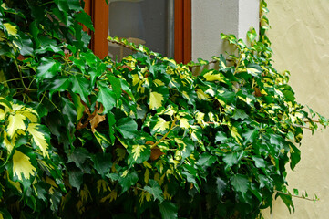 Bluszcz pospolity na ścianie domu między oknami,(Hedera helix ), Bluszcz odmiana ‘Goldheart’ , Common ivy on the wall of the house between the windows, Ivy variety 'Goldheart'	
