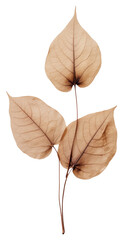 PNG Pressed coffee plant leaf simplicity fragility.