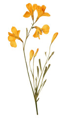 PNG Pressed freesia flower petal plant herb.