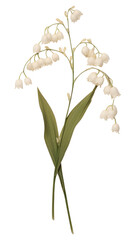 Fototapeta na wymiar PNG Lily of the valley flower plant petal.
