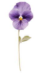 PNG Pressed pansy flower plant inflorescence. - obrazy, fototapety, plakaty
