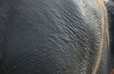 close up of elephant hair and skin in garden background and texture