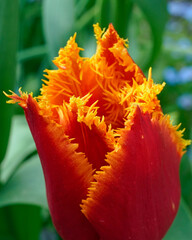 Tulpe fransig