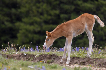 Naklejka na ściany i meble Cute Wild Horse Foal in the Pryor Mountains Montana in Summer