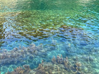 Clear sea with algae at the bottom.
