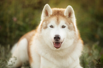 Portrait of beige and white siberian husky dog with brown eyes in the field at sunset in bright fall - 786438116