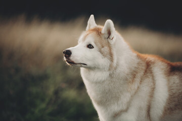 Portrait of beige and white siberian husky dog with brown eyes in the field at sunset in bright fall - 786438369
