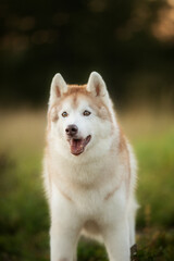 Portrait of beige and white siberian husky dog with brown eyes in the field at sunset in bright fall