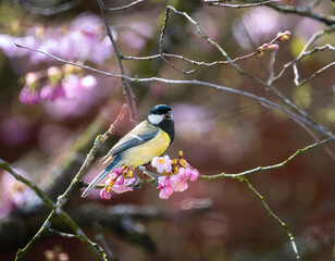 Great tit bird in a pink flowering cherry tree - 786438767
