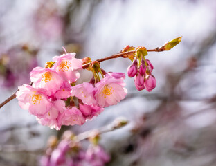 Pink cherry blossoms - 786438786