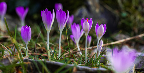 Wild purple crocuses blooming in their natural environment in the forest.