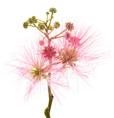 Pink silk tree flowers - 786444113