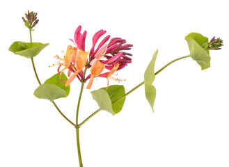 Honeysuckle  flower