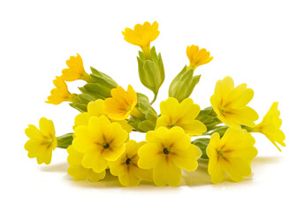 Cowslip Primrose flowers - 786444397