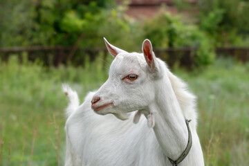 Obraz premium Little funny goat baby grazing in summer. Farm animals.Funny animals.
