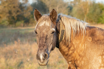 Obraz premium Ranch horse.An old horse with a chain around his neck grazes summer in the field.