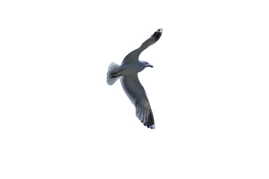Fliegende M&ouml;we freigestellt