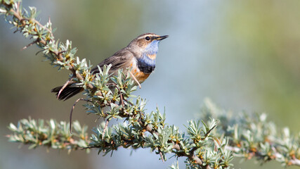 male bluethroat sits on a sea buckthorn branch