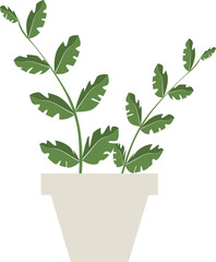 cute flat flower plant in an unusual shaped pot on the white background