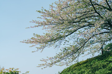 4月の農業公園に咲く美しい桜の花