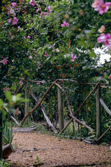 Fototapeta na wymiar Equipped path in garden at summer day. Lush flowering shrub with pink flowers. footpath surrounded by a wooden fence. Arrangement of Botanical Garden, South Africa. Landscape design
