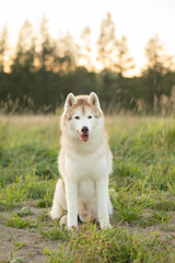 Portrait of beige and white siberian husky dog with brown eyes in the field at sunset iN fall - 786446741