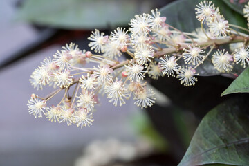 Beautiful Croton (codiaeum variegatum) flowers.