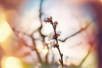 Wandcirkels aluminium Blossom tree © Galyna Andrushko