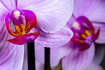 Macrophotography of flower comp of lilac orchids