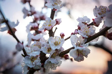 Wandcirkels plexiglas Blossom tree © Galyna Andrushko