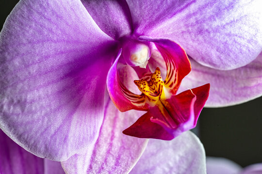 Macrophotography of flower comp of lilac orchids