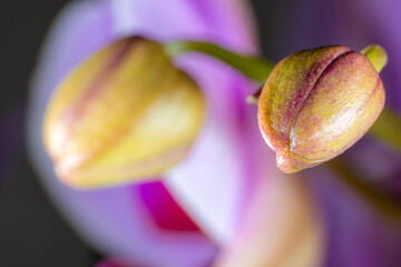 Macrophoto of closed bud of lilac orchids