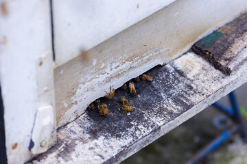 Swarm of busy honey bees entering beehives in the garden - 786447538