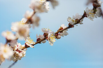 Blossom tree - 786447544