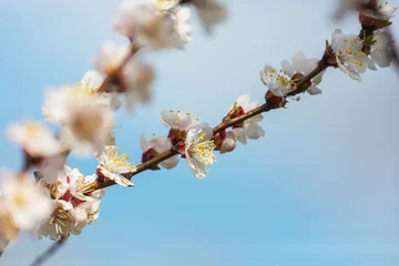 Wandcirkels plexiglas Blossom tree © Galyna Andrushko