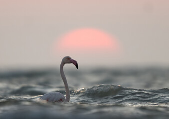 Greater Flamingos and splendid sunrise at Asker coast, Bahrain