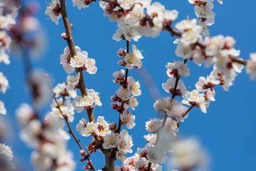 Meubelstickers Blossom tree © Galyna Andrushko
