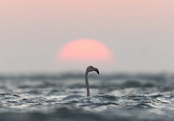 Greater Flamingos in the morning hours with dramatic hue, Asker coast, Bahrain