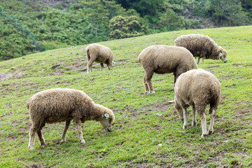 Obraz na płótnie Canvas Flock of sheep on green grass in Taiwan Qingjing Farm