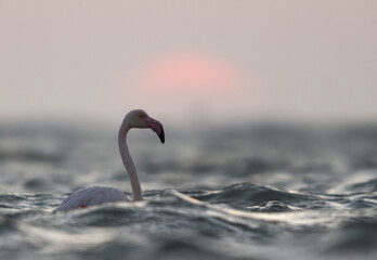 Greater Flamingos and dramatic sunrise on a windy day at Asker coast, Bahrain