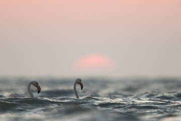 Greater Flamingos wading and dramatic sunrise at Asker coast, Bahrain