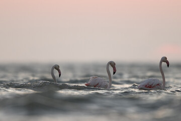 Greater Flamingos in the early morning hours at Asker coast of Bahrain