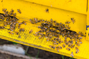 Swarm of busy honey bees entering beehives in the garden - 786447736