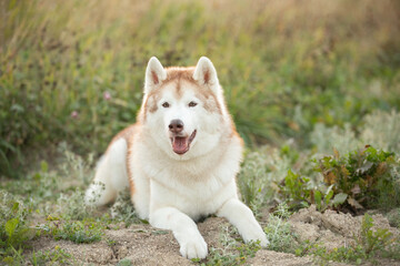 Portrait of the beautiful siberian husky dog lying in the field at sunset in fall - 786447797