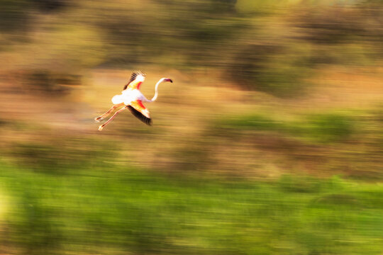 Flamingo auf dem Flug in die Höhe, um zum abendlichen Schlafplatz in der Camargue zu kommen. 