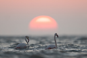 A pair of Greater Flamingos and beautiful sunrise at Asker coast of Bahrain