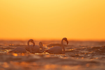 Greater Flamingos wading in the morning hours with dramatic bokeh of light on water, Asker coast, Bahrain
